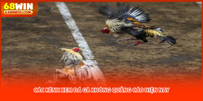 Các kênh xem đá gà không quảng cáo hiện nay