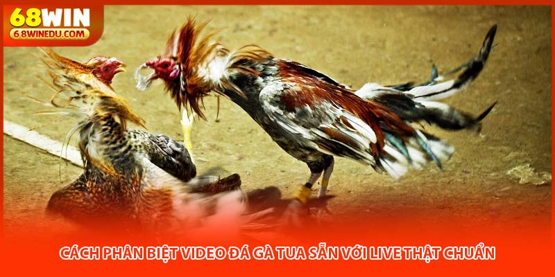 Cách phân biệt video đá gà tua sẵn với live thật chuẩn